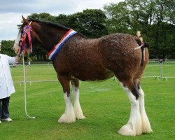 broodmare Howgillside Lady Heather (Clydesdale,  , from Dillars Scottie Boy)