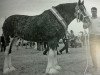 Zuchtstute Howgillside Lady Lily (Clydesdale,  , von Brockloch Majestic)