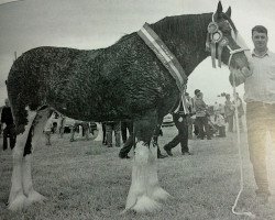 Zuchtstute Howgillside Lady Lily (Clydesdale,  , von Brockloch Majestic)