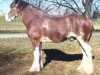 stallion Hillmoor Perfection (Clydesdale, 2007, from Hillmoor Tom's Choice)