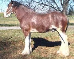 stallion Hillmoor Perfection (Clydesdale, 2007, from Hillmoor Tom's Choice)