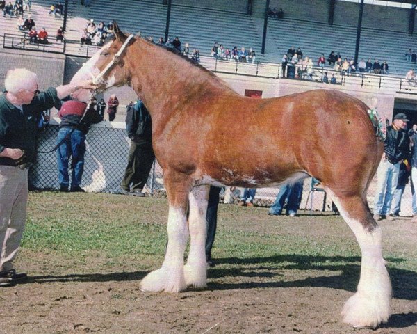 broodmare Hillmoor Cara's Lucky Lass (Clydesdale, 1998, from Greendykes Lucky Shot)