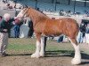 Zuchtstute Hillmoor Cara's Lucky Lass (Clydesdale, 1998, von Greendykes Lucky Shot)