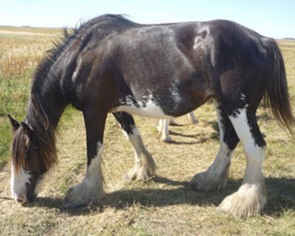 broodmare High Plains Lady II (Clydesdale, 2007, from Donegal Junior Jewel)