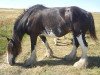 broodmare High Plains Lady II (Clydesdale, 2007, from Donegal Junior Jewel)