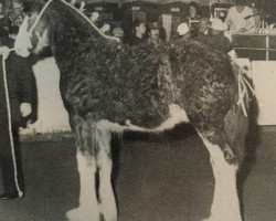 stallion Hewal Sir Charles (Clydesdale, 1992, from Benedictine Sensation)