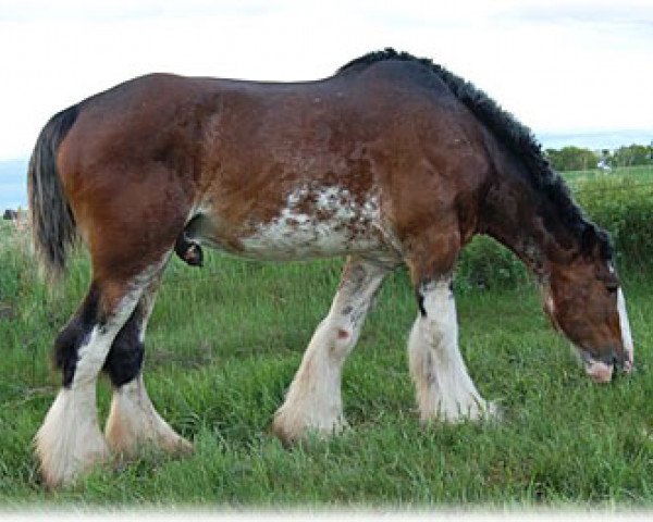 stallion Hewal Classic Bentley (Clydesdale, 1997, from Hewal Benefactor)