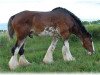 stallion Hewal Classic Bentley (Clydesdale, 1997, from Hewal Benefactor)