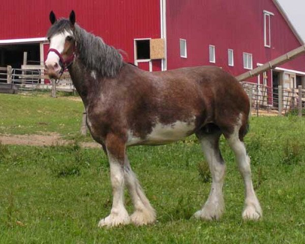 Zuchtstute Hewal Matt's Stefancy Edition (Clydesdale, 1996, von Hewal Fond Matt)