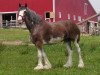 broodmare Hewal Matt's Stefancy Edition (Clydesdale, 1996, from Hewal Fond Matt)