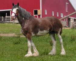 broodmare Hewal Matt's Stefancy Edition (Clydesdale, 1996, from Hewal Fond Matt)