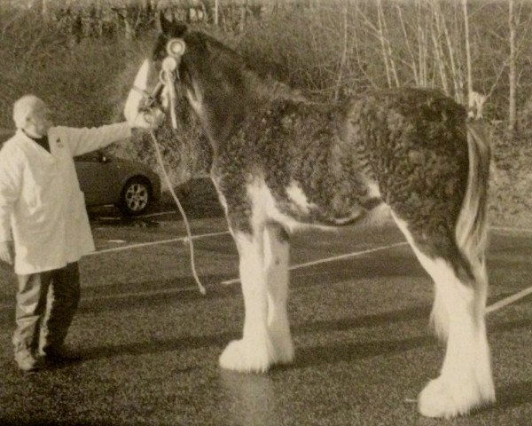 Deckhengst Heatherwick Perfection (Clydesdale,  , von Eskechraggan Perfection)