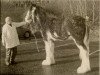 stallion Heatherwick Perfection (Clydesdale,  , from Eskechraggan Perfection)