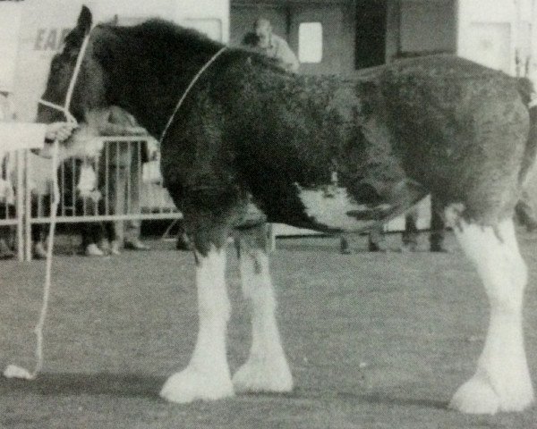 Zuchtstute Heatherwick Lady Luck (Clydesdale,  , von Greendykes Lucky Shot)