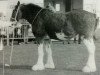 broodmare Heatherwick Lady Luck (Clydesdale,  , from Greendykes Lucky Shot)