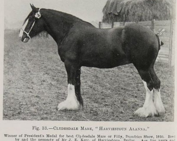 Zuchtstute Harviestoun Alanna (Clydesdale, 1925)