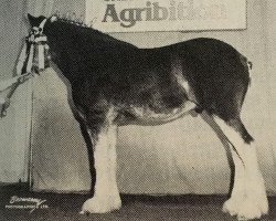 Deckhengst Harvest Rocky (Clydesdale, 1984, von Tweedsdale Brunty's Lad)