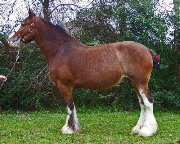 broodmare Handsome Heights Hazel (Clydesdale, 1998, from Carson's Freelance)