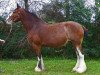 broodmare Handsome Heights Hazel (Clydesdale, 1998, from Carson's Freelance)