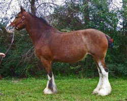 Zuchtstute Handsome Heights Hazel (Clydesdale, 1998, von Carson's Freelance)