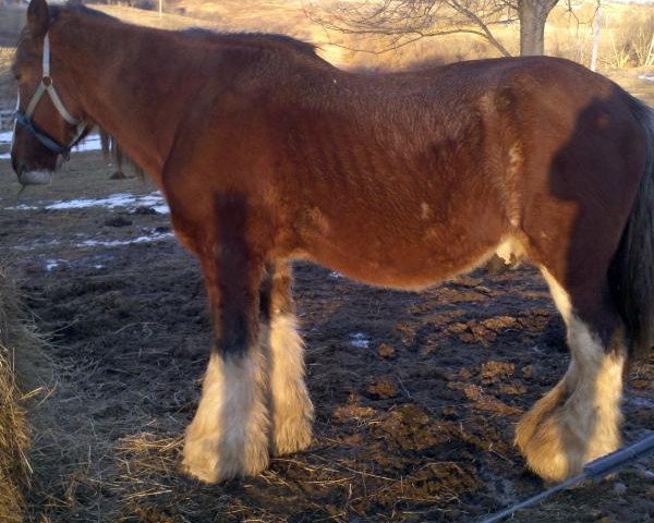 Deckhengst Gregglea Maximum Sensation (Clydesdale, 2001, von Doura Sensation)