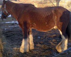 stallion Gregglea Maximum Sensation (Clydesdale, 2001, from Doura Sensation)