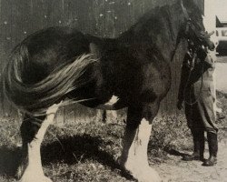 broodmare Greenyards Lizabeth (Clydesdale, 1982, from Balwill Grandeur)