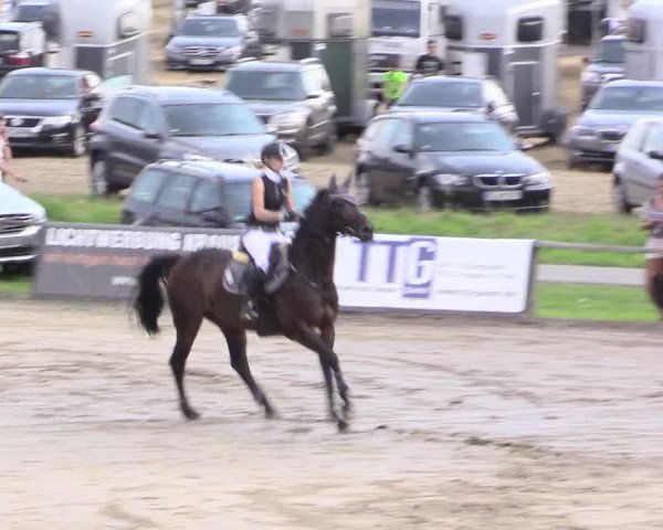 Reitturnier Recklinghausen 2015