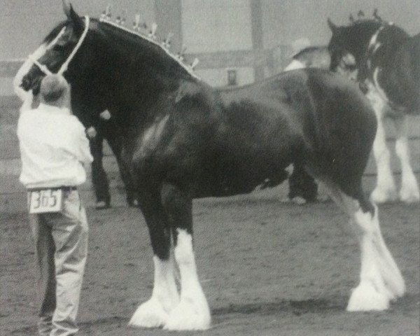 Zuchtstute Grandview Eli's Intrigue (Clydesdale, 1999, von Armageddon's Lord Elijah)