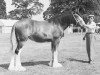 Zuchtstute Glororum Lucinda (Clydesdale,  , von Virol's Ideal)