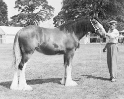 Zuchtstute Glororum Lucinda (Clydesdale,  , von Virol's Ideal)