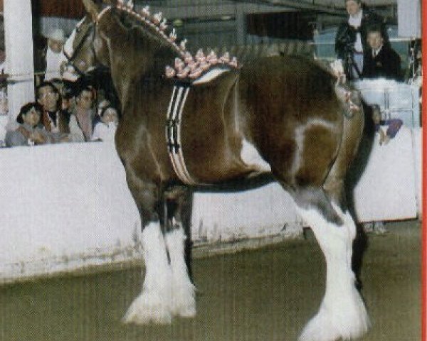 Deckhengst Northwest Glenords Shea (Clydesdale, 1989, von Northwest Glenord's Patrick)