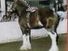 stallion Northwest Glenords Shea (Clydesdale, 1989, from Northwest Glenord's Patrick)