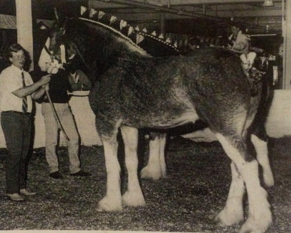 Zuchtstute Glencoe Emily Kate (Clydesdale, 1988, von Glencoe Captain Kidd)