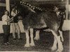 broodmare Glencoe Emily Kate (Clydesdale, 1988, from Glencoe Captain Kidd)