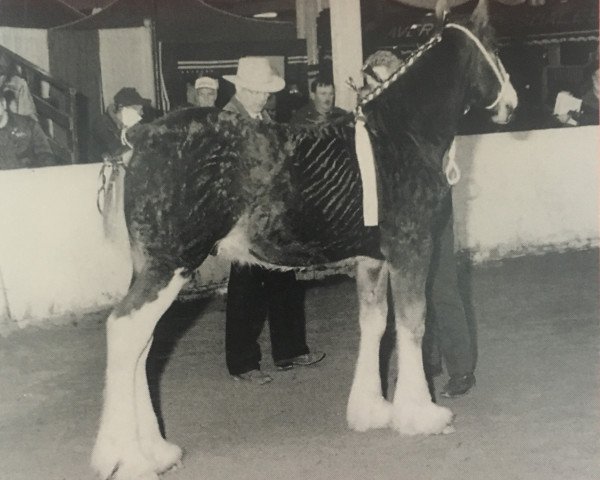 stallion Glencameron Duncan (Clydesdale, 1995, from Northwest Aristocrats Mac)