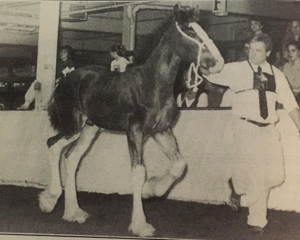 stallion Glencameron Alex (Clydesdale, 1992, from Northwest Aristocrats Mac)