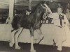 Deckhengst Glencameron Alex (Clydesdale, 1992, von Northwest Aristocrats Mac)