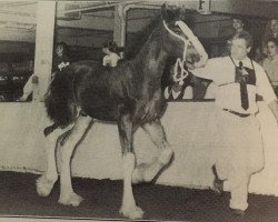 Deckhengst Glencameron Alex (Clydesdale, 1992, von Northwest Aristocrats Mac)