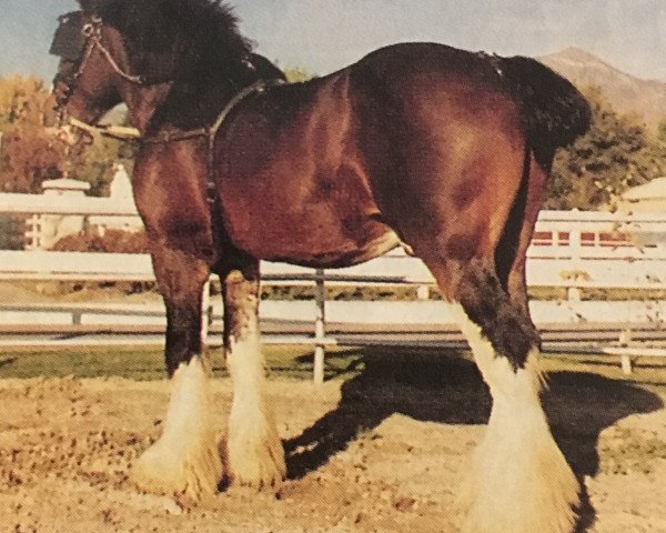 stallion Glen Mill's Jumping Jack Flash (Clydesdale, 1988, from Solomon's Commodore)