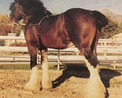 stallion Glen Mill's Jumping Jack Flash (Clydesdale, 1988, from Solomon's Commodore)