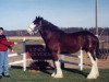 stallion Solomon's Scooter (Clydesdale, 1995, from Springdale's Benedictine Pat)