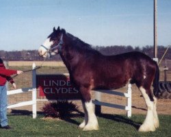 stallion Solomon's Scooter (Clydesdale, 1995, from Springdale's Benedictine Pat)