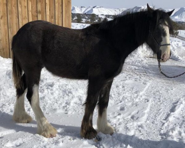 Pferd Gladiator's Jumpin' Jeremiah (Clydesdale, 2017, von Joseph Lake's Gladiator)