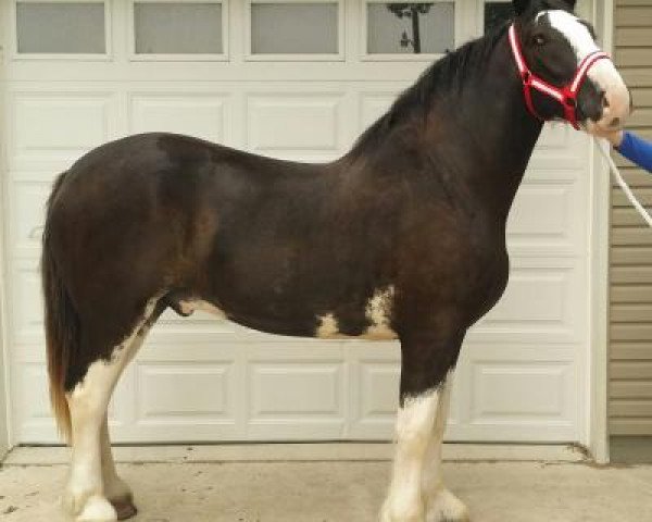 horse Glacier Ridge Lightning's Maximus (Clydesdale, 2014, from Grandview Eli's Lightning)