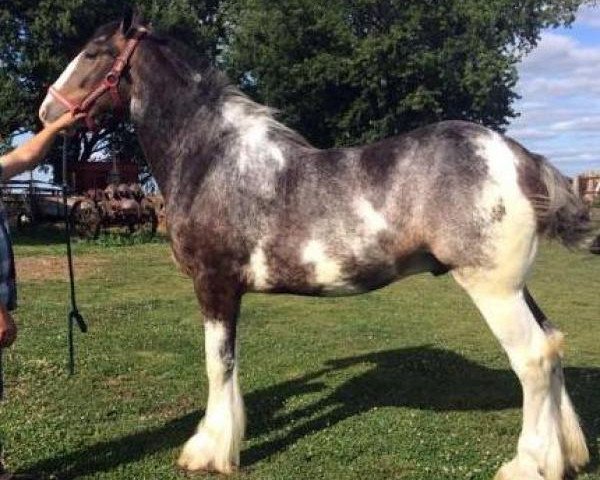 horse Glacier Ridge Lightning's Gabe (Clydesdale, 2014, from Grandview Eli's Lightning)