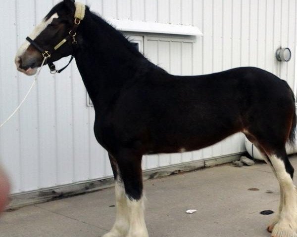 Pferd George's Fire Cracker Diva (Clydesdale, 2013, von Blackgate Connor)