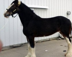 Pferd George's Fire Cracker Diva (Clydesdale, 2013, von Blackgate Connor)