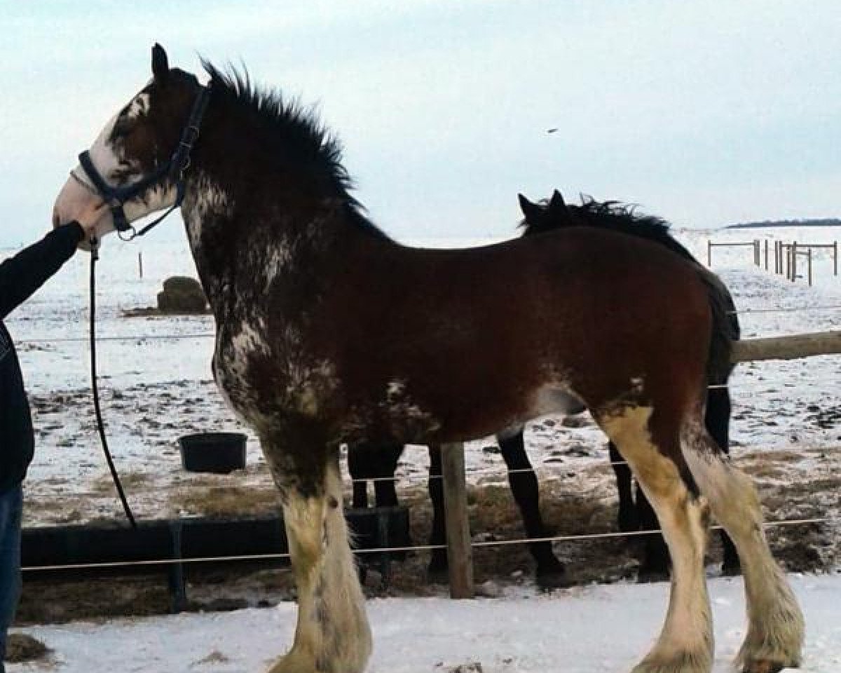 horse George's Cristal's Kid (Clydesdale, 2015, from Cristal's Moses)