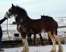 horse George's Cristal's Kid (Clydesdale, 2015, from Cristal's Moses)